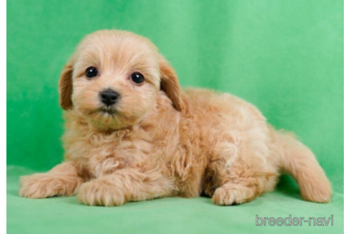 成約済の東京都のマルプー:マルチーズ×トイプードル-226456の3枚目